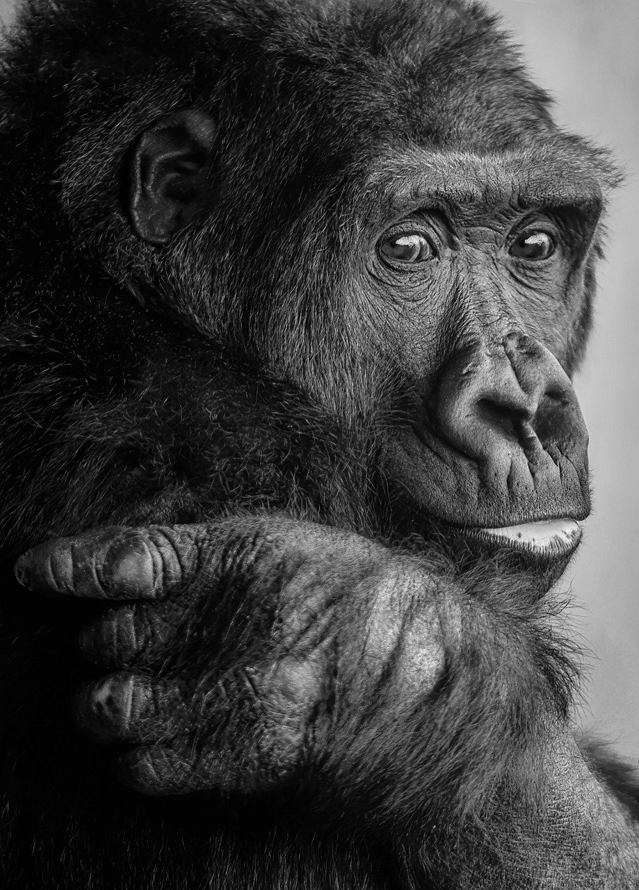 gorilla, primate, ape-7780902.jpg